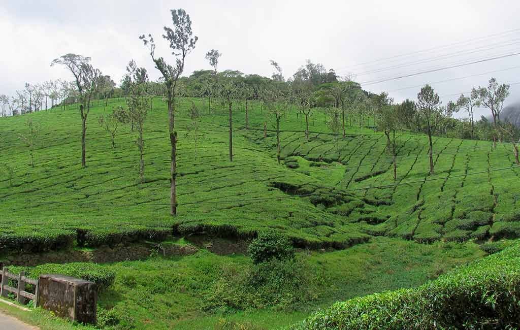 NELIYAMBATHI